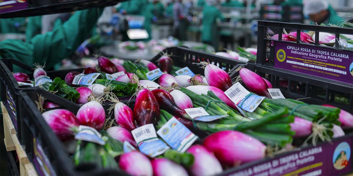 Cipolla di Tropea Igp, la Cenerentola che diventata Principessa dell’ortofrutta italiana